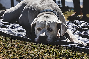 large short-coated white dog