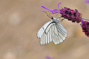 Paper kite butterfly on purple petaled flower HD wallpaper