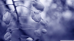 photo of flower, macro, water drops, flowers, branch