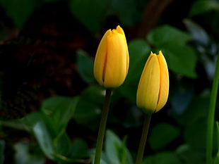 photography of two yellow petaled flowers