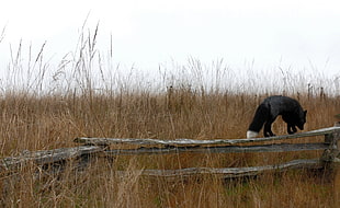 black fox on wood fence