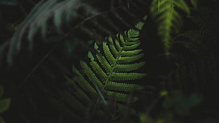 Boston fern, ferns, plants, green HD wallpaper