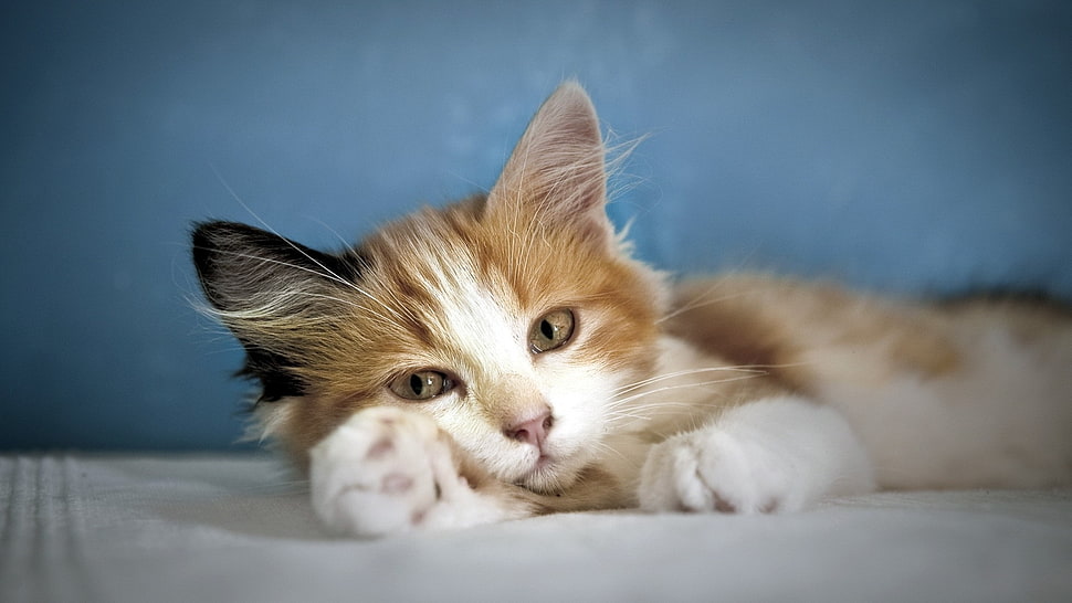 orange and white kitten lying down on white tile HD wallpaper