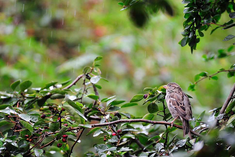 brown and black bird on tree stem while raining during day time HD wallpaper