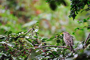 brown and black bird on tree stem while raining during day time