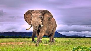 gray elephant, elephant