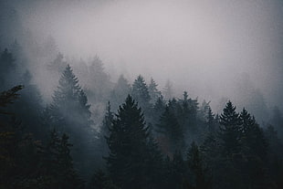 tall trees with fog
