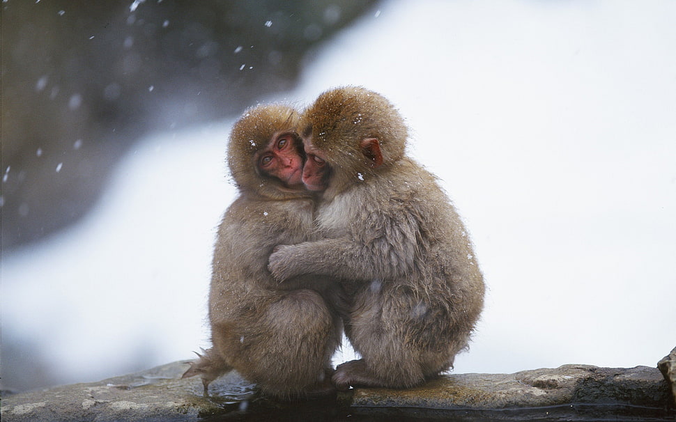 brown and white bear plush toy, nature, animals, monkey HD wallpaper