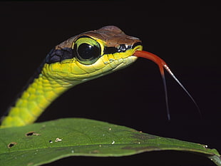 green and brown snake HD wallpaper
