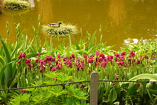duck on lakeside near pink flowers on field during daytime