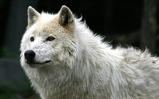 white wolf, wolf HD wallpaper