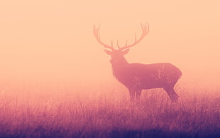 silhouette of buck on field HD wallpaper