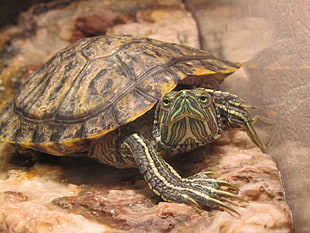 close-up photography of green and brown turtle