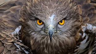brown owl illustration, nature, animals, birds, yellow eyes HD wallpaper