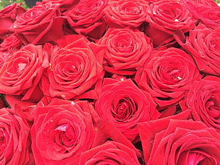 red roses, Roses, Flowers, Bouquet