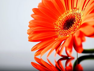 orange Gerbera daisy flower in shallow photography HD wallpaper