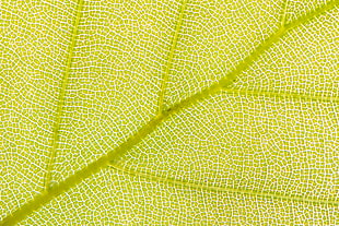 yellow green textile