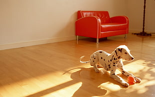Dalmatian puppy playing with ball on wooden floor