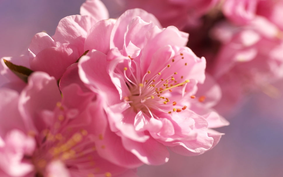 pink cherry blossoms in close up photography HD wallpaper