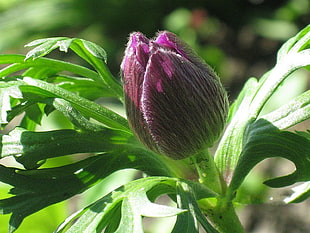 purple petaled flower bud