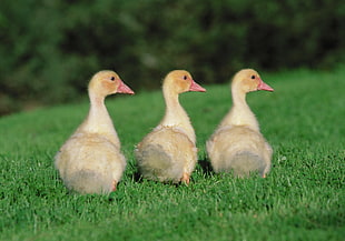 three ducklings on green grass field