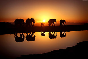 silhouette of five Elephant on field during sunrise