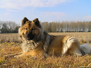 adult German shepherd