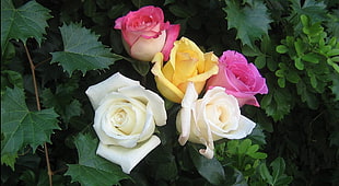 several assorted rose flowers