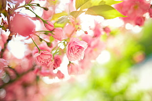 pink flowers, flowers, macro, blossoms HD wallpaper