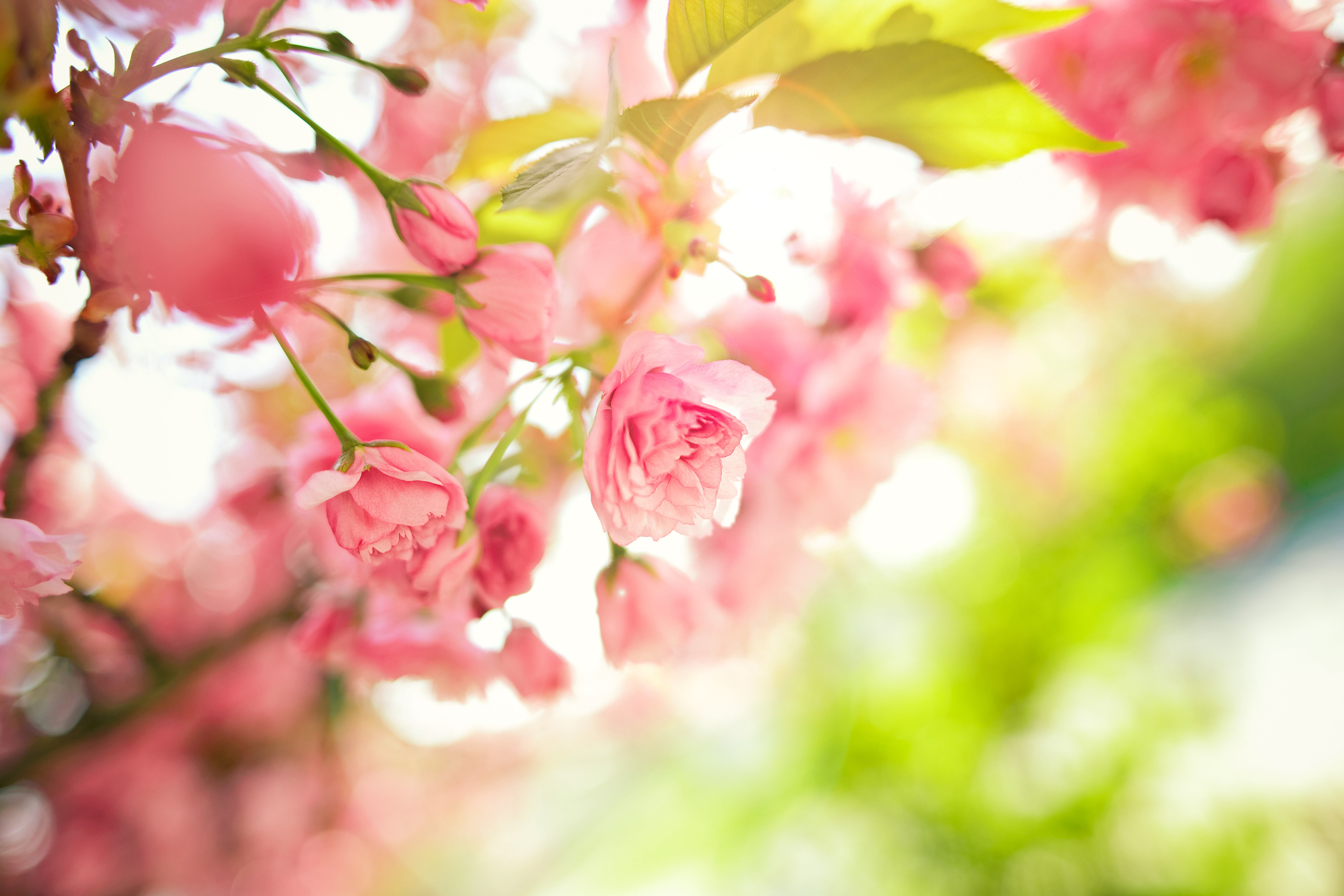 Нежная музыка весны. Весенние цветы. Весенний фон. Цветочный фон. Розовые цветы.