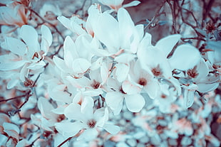 white flowers, Magnolia, Flowers, Bloom