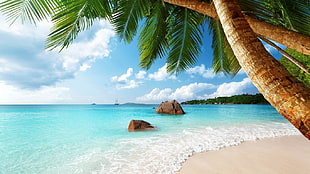 brown stone, Seychelles, beach, sand, palm trees