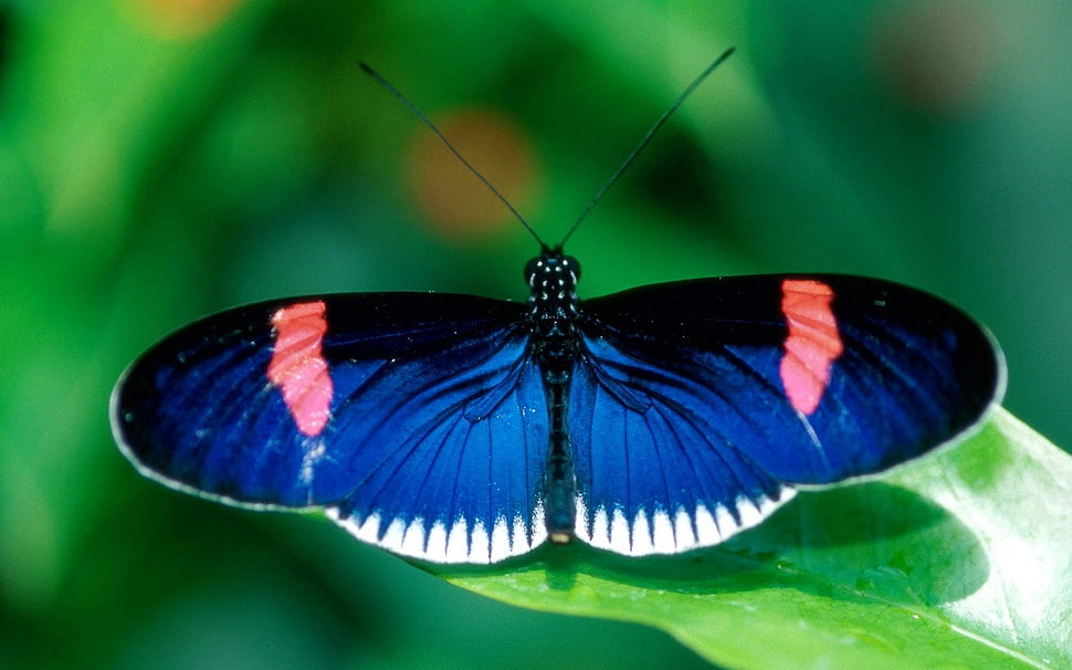 blue Small postman on green leaf plant HD wallpaper