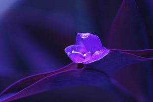 purple flower, flowers, macro, plants