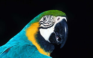 green, white, and blue parrot