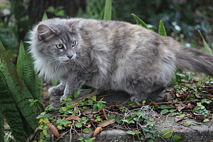 gray medium fur cat on grass field filled with plants HD wallpaper