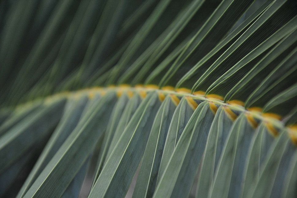 macro photography of leaf blades HD wallpaper
