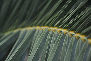macro photography of leaf blades
