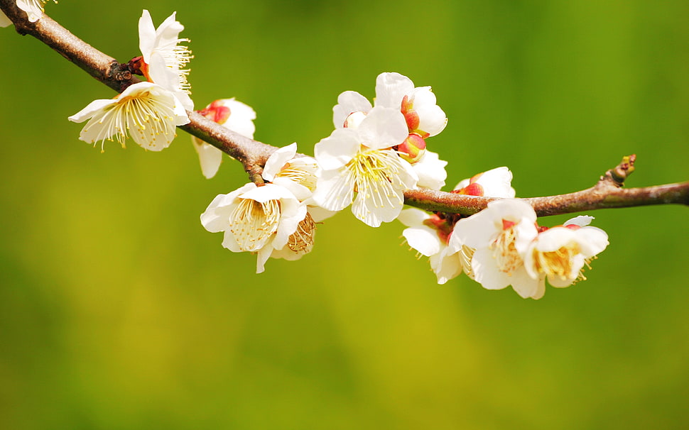 white orchids HD wallpaper