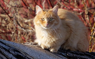 shallow focus photography of orange Tabby cat