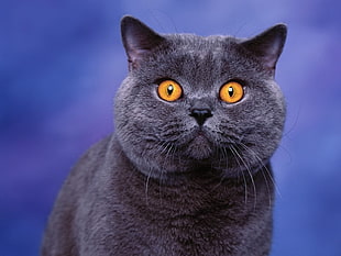 black Persian cat
