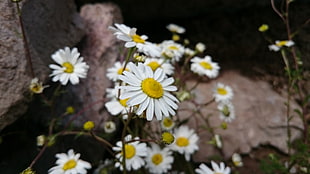 white Daisy flower, Daisy