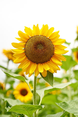 selective focus of sunflower HD wallpaper