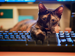 tortoiseshell cat, keyboards, cat, animals