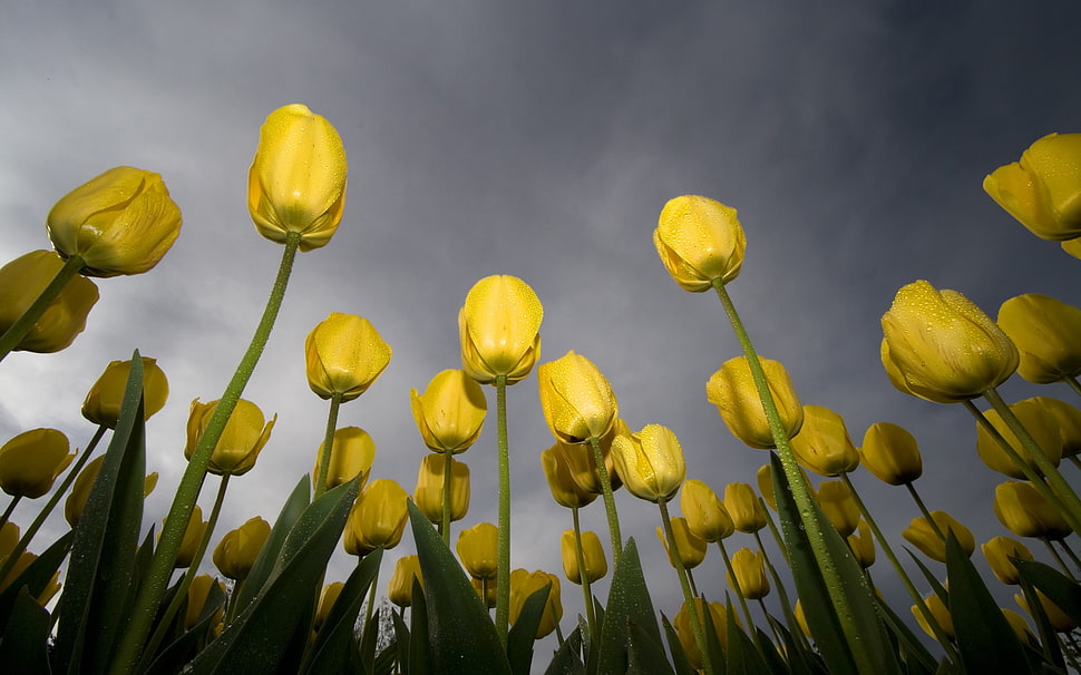 photo of yellow tulips HD wallpaper