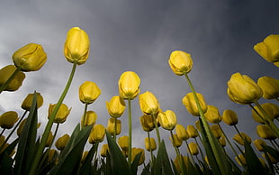 photo of yellow tulips