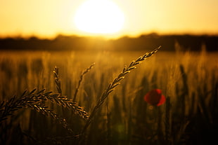 close up photo of wheat plants at sunset