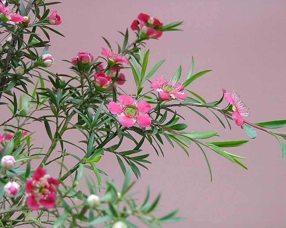 pink petaled flowers HD wallpaper