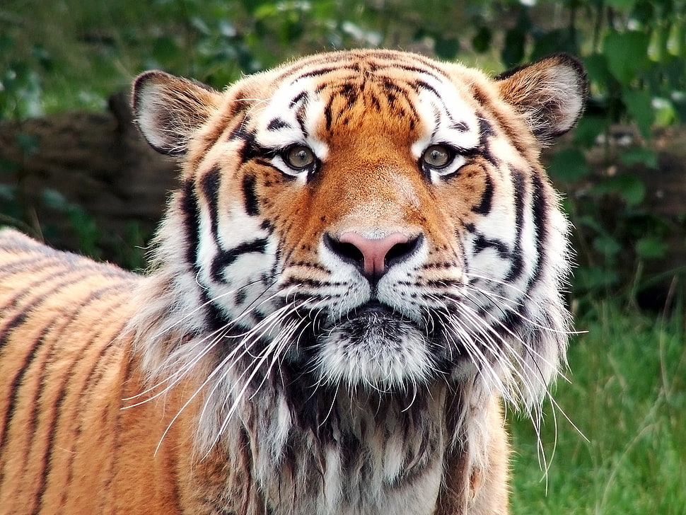 adult Tiger closeup photography HD wallpaper