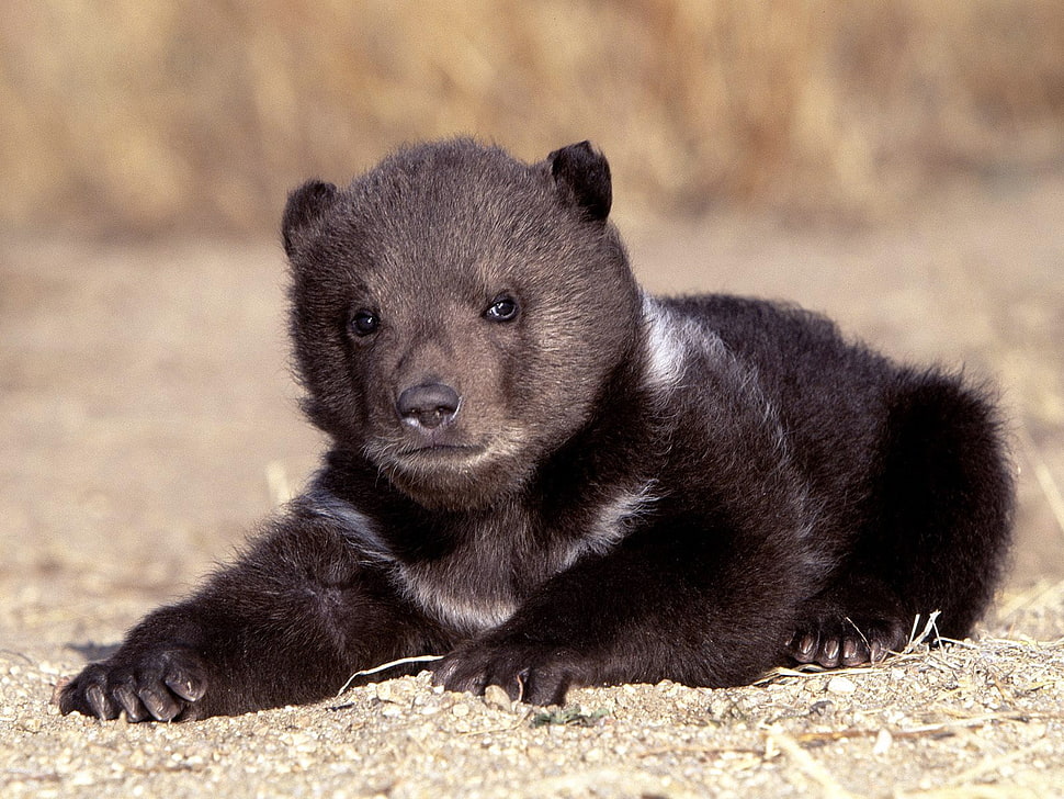 black bear HD wallpaper